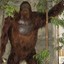 Gigantopithecus