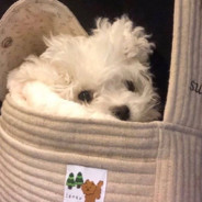 伊丽莎白自然卷