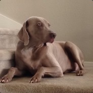 GoodestBoy
