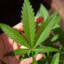 CANNABIS