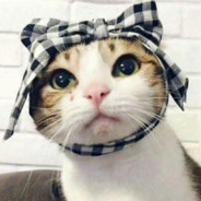 猫车协会荣誉会长0.0