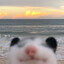 Possum :3