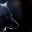 Marco -The Wolf-