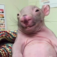 无毛的粉嫩老鼠