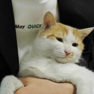 翻斗花园牛爷爷