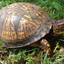 Turtle66