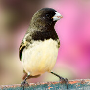 Papa-capim-capuchinho