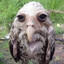 Dr Hoot