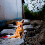 你是不是没吃饭