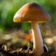 🍄Magic Mushroom🍄