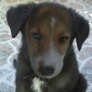 UrukDana - steam id 76561197963234523