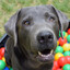 DOGYDOGY