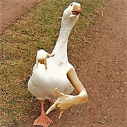 Goosey_McQuack