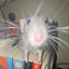 RatTrap