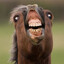 Very Funny Horse