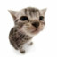 Meow