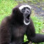 gibbon