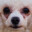 Crusty white dog