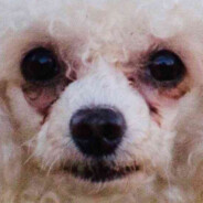 Crusty white dog