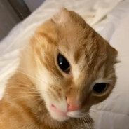 Quillan Salkilld Enjoyer