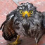 Wet bird