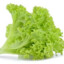 LECHUGA