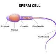 spermcell