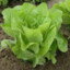 HYDROPONIC lettuce