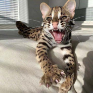 什么是快乐星球