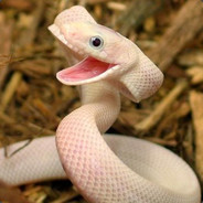 Snek