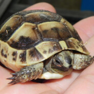 an actual tortoise