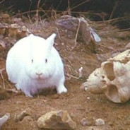 The Killer Beast of Caerbannog