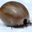Pizda Kleszczu