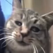 кот под кайфом