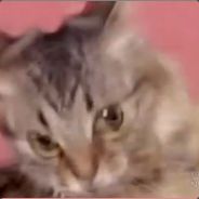 Pure Steam avatar