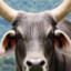 OX