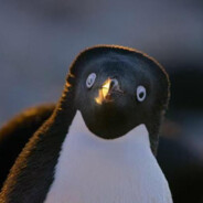 雄性胎儿南跳岩企鹅