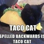 Tacocat