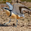 Egyptian Plover