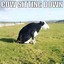 cow sitting down