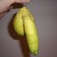 lemon penis