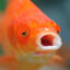GOLDFISH