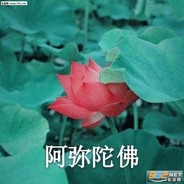 安顺的小花