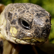 Latin Tortoise