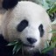 MrPanda