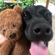 dotox - steam id 76561198128217305