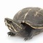 OneWay Turtle Tim