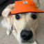 Dog with orange hat