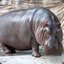 Hippo