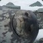 Biege Seal